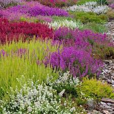 These Very Easy To Grow Evergreen Heathers Are Perfect For Planters Or A Carpet Of Colour In The Garden An Abso Evergreen Plants Heather Plant Heather Gardens