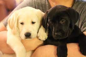 Beautiful lab puppies in baton rouge, labrador retriever puppy for sale in marietta, reduced price white. Gorgeous White Black Lab Puppies Pure For Sale In Burnaby British Columbia Your Pet For Sale