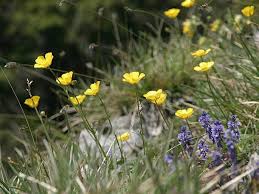 Image result for Ranunculus oreophytus