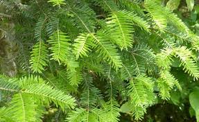 Nadelbaume Strukturbildner Im Garten Pflanzenblatter Garten Pflanzen