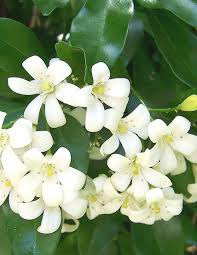 Hedging plants work on so many levels, and the ones with pretty blooms deliver extra joy. Exotic Hedges Screening Plants Plus Cumberland Forest