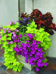 I placed it in a 18″ pot and it completely filled up the pot when i harvested it. Flowers And Garden Ideas Sweet Potato Vine Coleus And Wave Petunias Flowers Tn Leading Flowers Magazine Daily Beautiful Flowers For All Occasions
