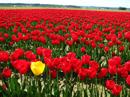 red tulip flowers hd wallpaper
