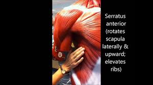 Anterior muscles in the body. Anatomy And Physiology Of The Human Body Muscles Captioned Hd 1080pi Youtube