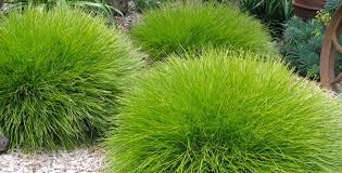 Image result for Lomandra Little Con