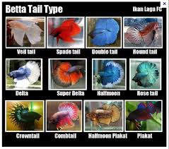 The Genetics Of Betta Fish Tail Types My Aquarium Club Betta Fish Types Betta Fish Tank Betta Fish