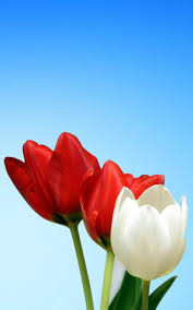 Free hd wallpapers fitted for your samsung galaxy s4 smartphone. Red White Tulips 4k Ultra Hd Mobile Wallpaper