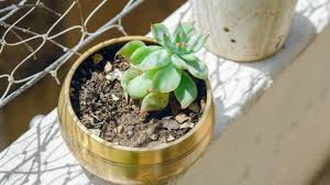 Kalanchoe Blossfeldiana Plant - How To Grow Flowering Kalanchoe