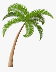 Palm Trees Clip Art Transparent Background Palm Tree Png Png Download Transparent Png Image Pngitem Download this bismark palm tree palem bismark, bismarckia, palem bismark, bismark palm tree png clipart image with transparent background or psd file for free.