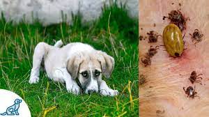 Lyme disease causes a variety of vague symptoms such as limping, stiffness, fever and lethargy (low energy). Symptoms Of Lyme Disease In Dogs And Why It S So Dangerous Professional Dog Training Tips Youtube
