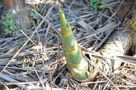 Subscribe to discovery bamboo torture is a form of torture where a bamboo shoot is grown through the body of a victim, reportedly used in east and south. History S 10 Worst Execution Methods Ever Devised
