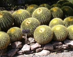 Not all cacti are capable of growing cactus pups, but many of the barrel and rosette types do. All About Golden Barrel Cactus Echinocactus Grusonii Golden Barrel Cactus Barrel Cactus Cactus
