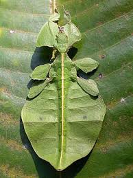 Effective pest control in southlake, texas. Entomology Wikipedia