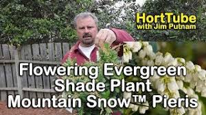 Mulch new plantings to maintain consistent soil moisture and to discourage weeds. Mountain Snow Pieris Flowering Evergreen Shade Plant Youtube