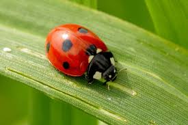 Black And Red Dot Ladybug Free Image On Pixabay Ladybug Insect Red Dots Black Live Ladybugs Ladybug Ladybug Larvae