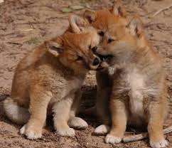 Adorable Aussie Animals Dingoes Innocent Killers Wander Lord Australia Animals Deadly Animals Australian Animals