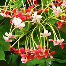 Image result for Combretaceae