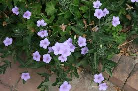 Image result for Ruellia patula