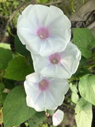 Image result for Ipomoea parasitica