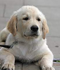 Dog Puppy Golden Retriever Free Photo On Pixabay