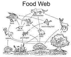 Free, printable mandala coloring pages for adults in every design you can imagine. Food Web Food Web Cycle For Kids Food Chain