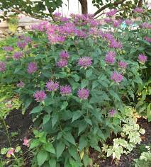 Bee Balm Monarda Didyma Dark Ponticum This Was A Tiny Start The Spring Before Zone 5 Cold Climate Gardening Gardening Zones Bee Balm