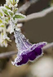 Frozen Perceptions Purple Petunias Flowers Winter Garden