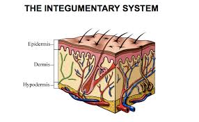 Image result for integumentary system diagram