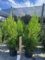 Image result for Cryptomeria