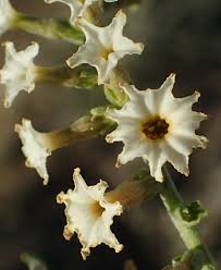 Image result for Heliotropium harareense