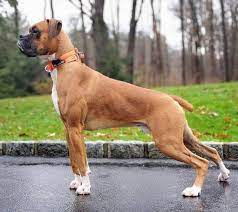 Everything You Need To Know About The High Spirited Boxer K9 Web