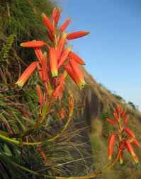 Image result for Aloe inyangensis