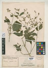 Image result for Dicliptera maculata