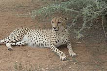 Maybe you would like to learn more about one of these? Cheetah Wikipedia