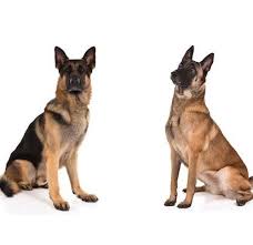 However, when you look at these dogs again and. German Shepherd Dog Vs Belgian Malinois How To Tell The Difference