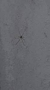 Die tiere sollten aber nicht totgeschlagen werden. Was Ist Das Fur Eine Spinne An Der Wand Wohnung Tiere Haus Natur