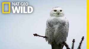 Last year india's environment minister warned that the craze for owl pets caused by harry potter mania was a threat to the country's 30 species. What Do Owls Eat Owls Diet