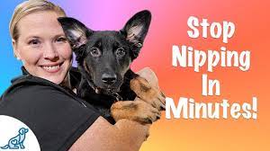 How do i get my puppy to stop biting my hands? How To Stop Your Puppy From Biting Professional Dog Training Tips Youtube
