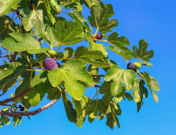 Image result for Carica