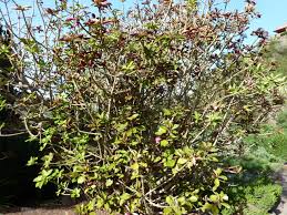 Image result for Synadenium kirkii