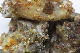 Image result for Canarium schweinfurthii