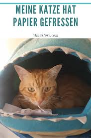 katze hat papier gefressen katzen tierarzt papier