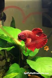 Spiffy Pet Products Pet Product Ideas Reviews And Care Tips For Your Cat Dog Fish Bird Or Other Small Pets Betta Fish Toys Betta Fish Pet Fish