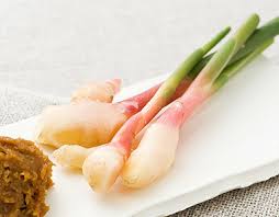 葉生姜はどこまで食べていい 葉生姜の美味しい食べ方教えます
