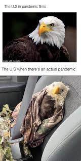 Poor Bald Eagle Memes Really Funny Memes Funny Relatable Memes Crazy Funny Memes