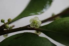 Image result for Helixanthera woodii