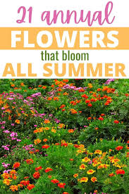 Maybe you would like to learn more about one of these? 21 Annual Flowers That Bloom All Summer