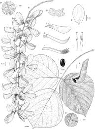 Image result for Mucuna poggei