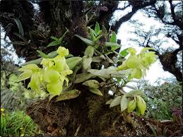 Image result for Meiostemon tetrandrus