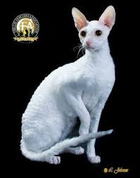 My kittens make excellent pets, they have lovely temperaments and are: Cornish Rex The Cat Fanciers Association Inc